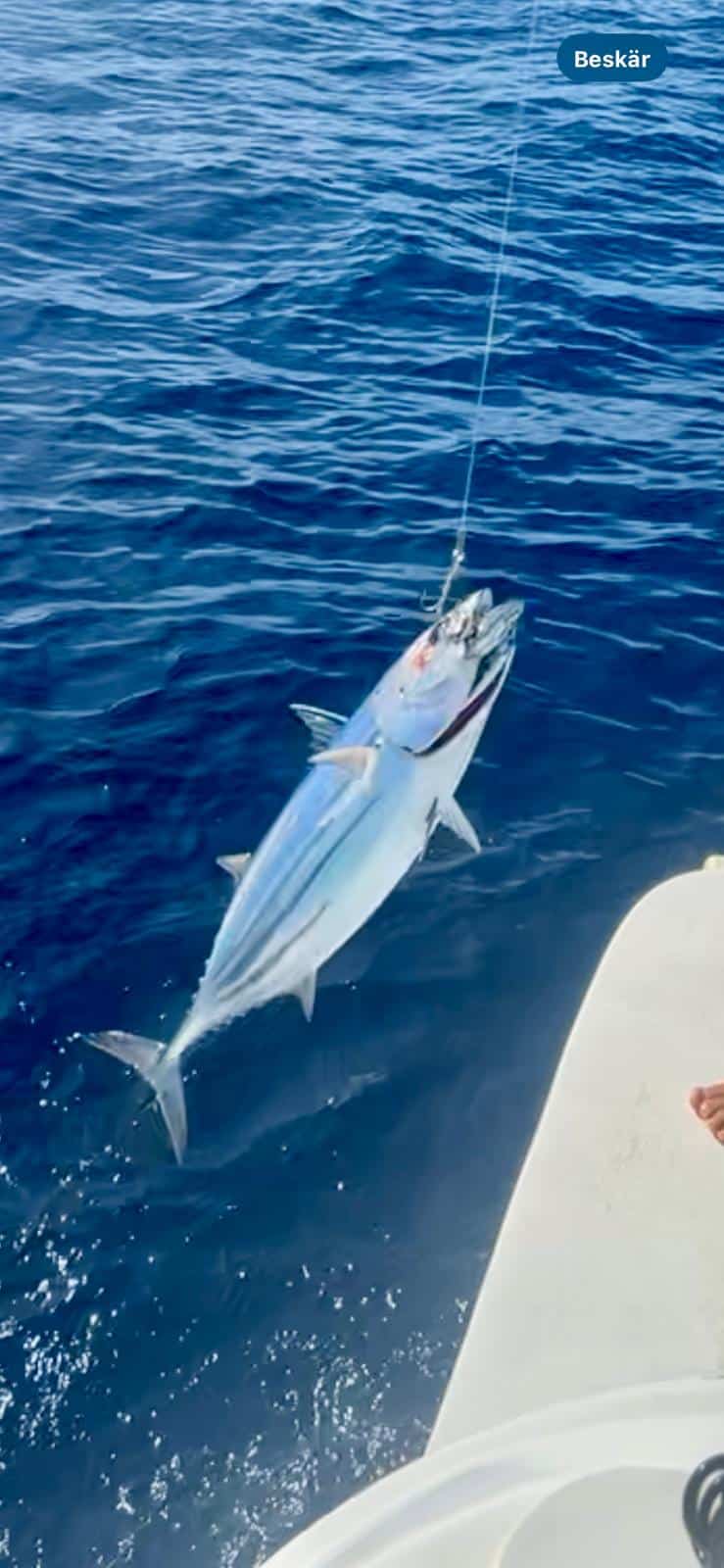 Salida de pesca en barco