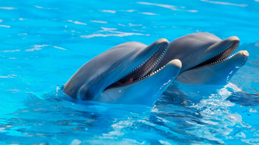 delfines